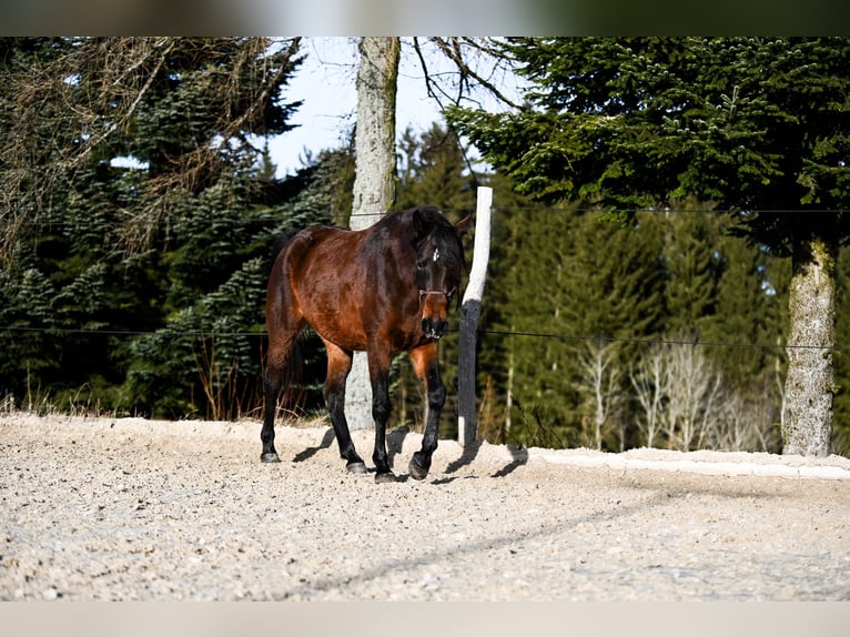 Shagya Arabian Mare 4 years 15,1 hh Brown in Altmelon