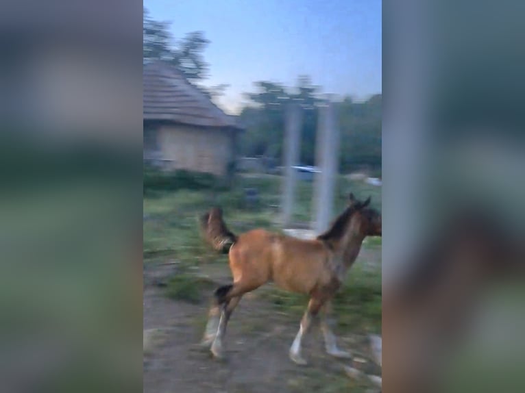 Shagya Arabian Mare 4 years 15,1 hh Brown in Bulgaria