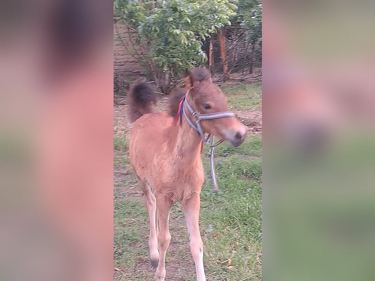 Shagya Arabian Mare 4 years 15,1 hh Brown in Bulgaria