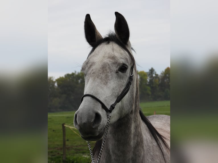 Shagya Arabian Mare 4 years 15.1 hh Grey in Verneřice
