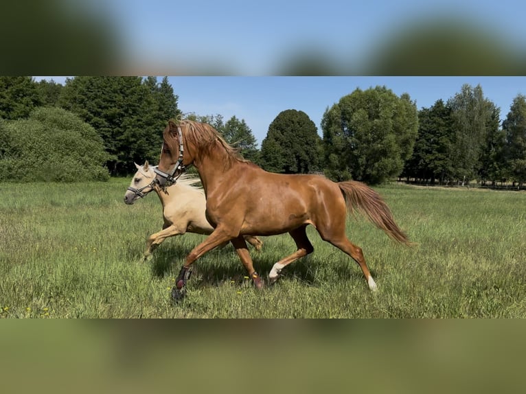 Shagya Arabian Mare 4 years 15.2 hh Chestnut-Red in ChorinBreydin