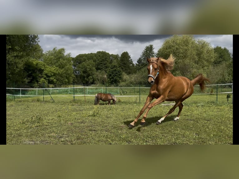 Shagya Arabian Mare 4 years 15,2 hh Chestnut-Red in ChorinBreydin