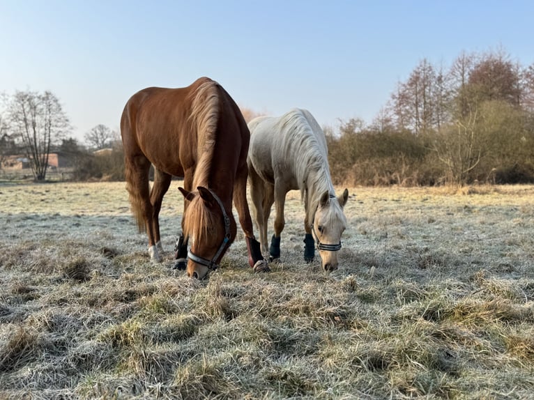 Shagya Arabian Mare 4 years 15,2 hh Chestnut-Red in ChorinBreydin