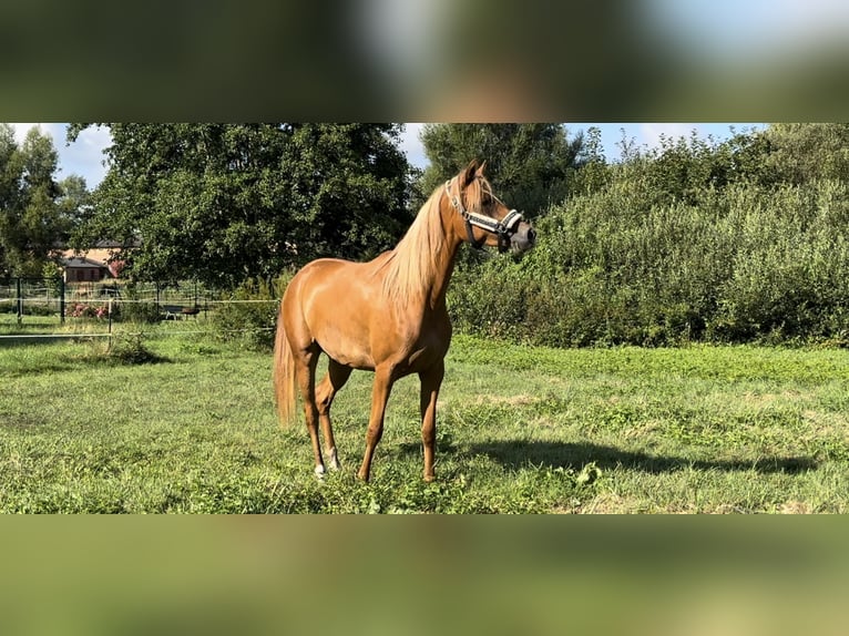 Shagya Arabian Mare 4 years 15,2 hh Chestnut-Red in ChorinBreydin