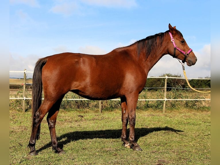 Shagya Arabian Mare 5 years 14,2 hh Brown in Kehl