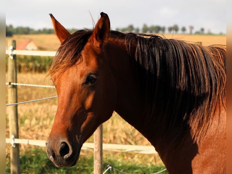 Shagya Arabian Mare 5 years 14,2 hh Brown in Kehl