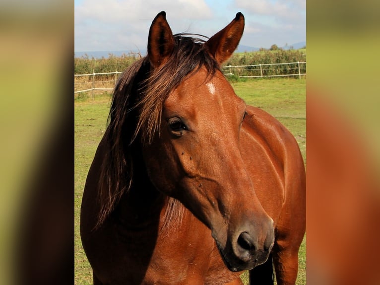 Shagya Arabian Mare 5 years 14,2 hh Brown in Kehl