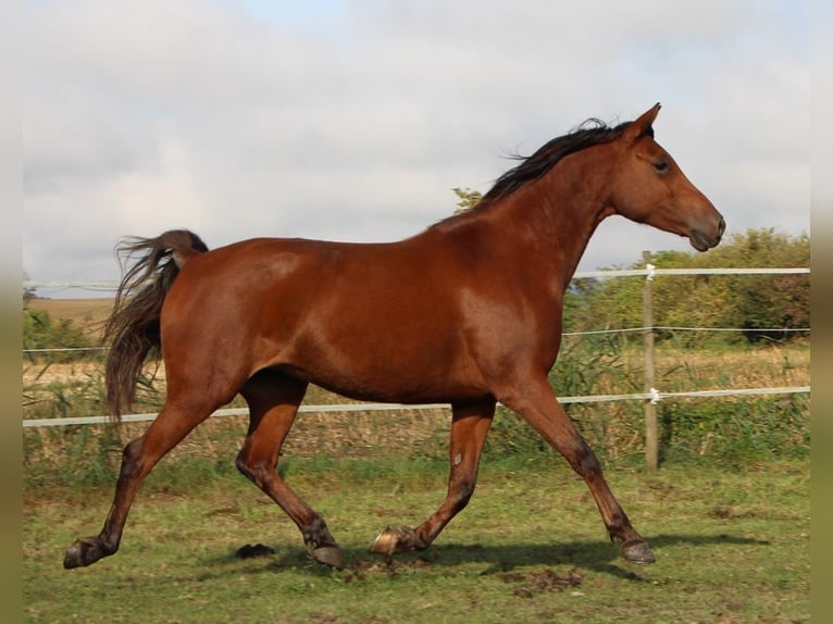 Shagya Arabian Mare 5 years 14,2 hh Brown in Kehl