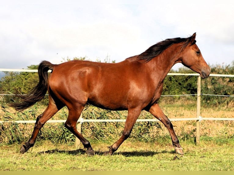 Shagya Arabian Mare 5 years 14,2 hh Brown in Kehl