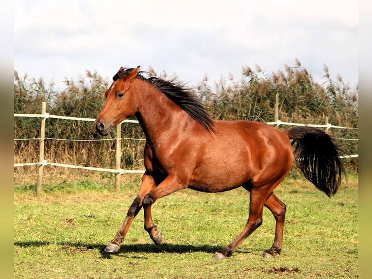 Shagya Arabian Mare 5 years 14,2 hh Brown in Kehl