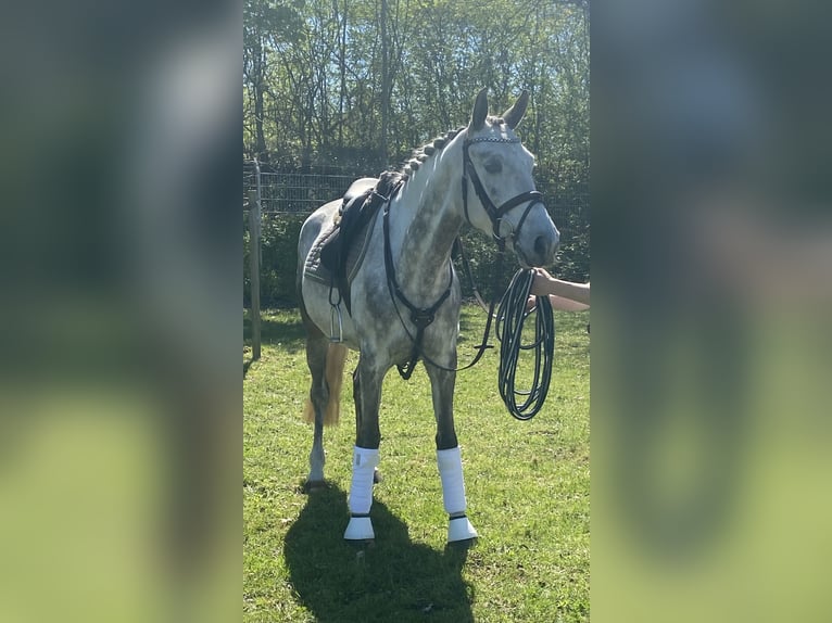 Shagya Arabian Mare 5 years 14,3 hh Gray in Aukrug