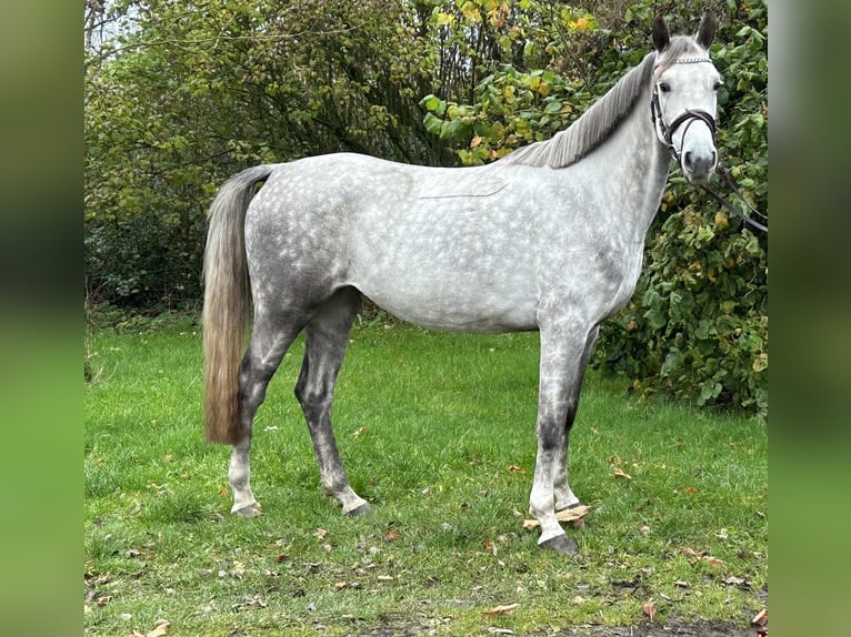 Shagya Arabian Mare 5 years 14,3 hh Gray in Aukrug