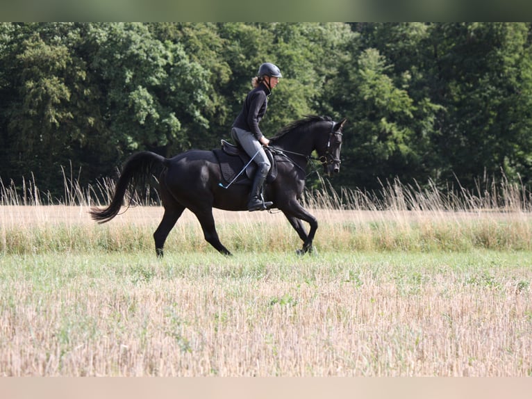 Shagya Arabian Mare 5 years 15,2 hh Black in Wolfenb&#xFC;ttel