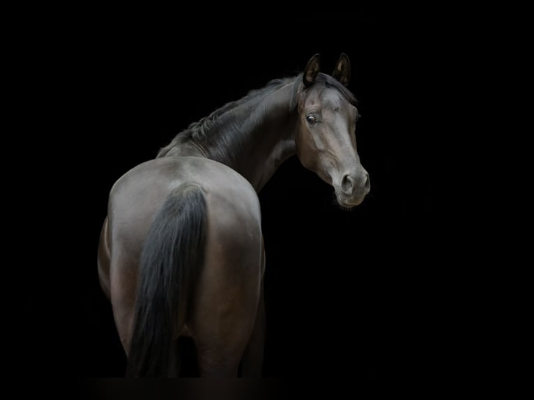 Shagya Arabian Mare 5 years 15,2 hh Black in Wolfenb&#xFC;ttel