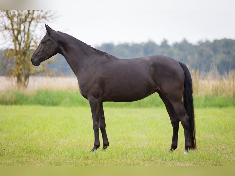 Shagya Arabian Mare 5 years 15,2 hh Black in Wolfenb&#xFC;ttel