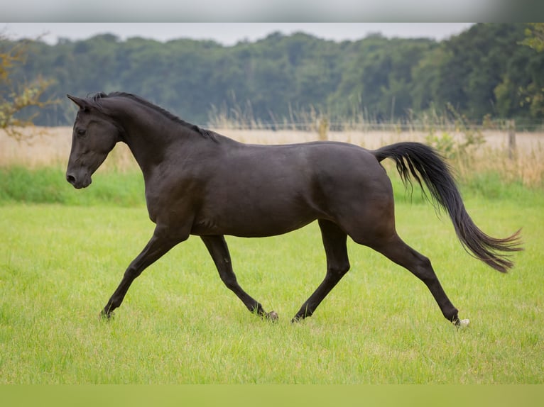 Shagya Arabian Mare 5 years 15,2 hh Black in Wolfenb&#xFC;ttel