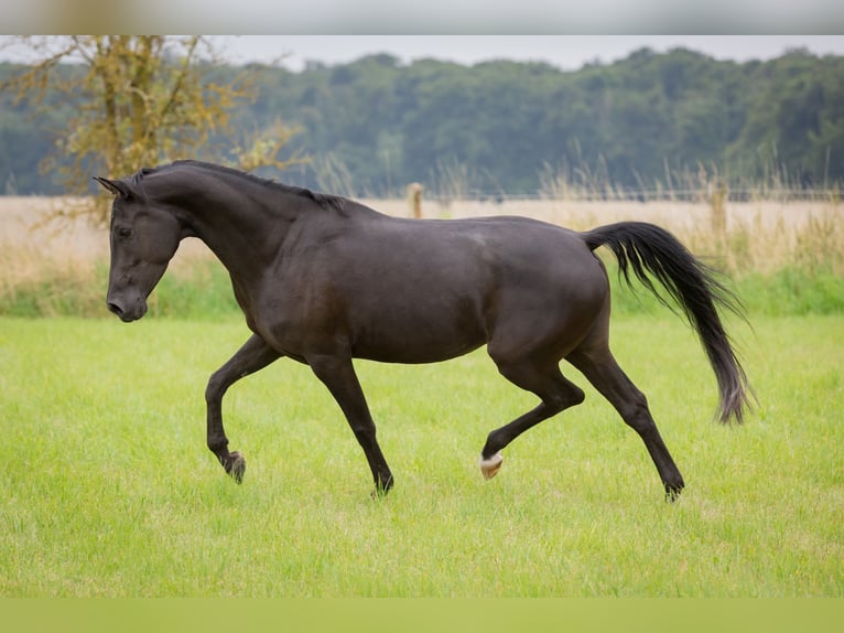 Shagya Arabian Mare 5 years 15,2 hh Black in Wolfenb&#xFC;ttel