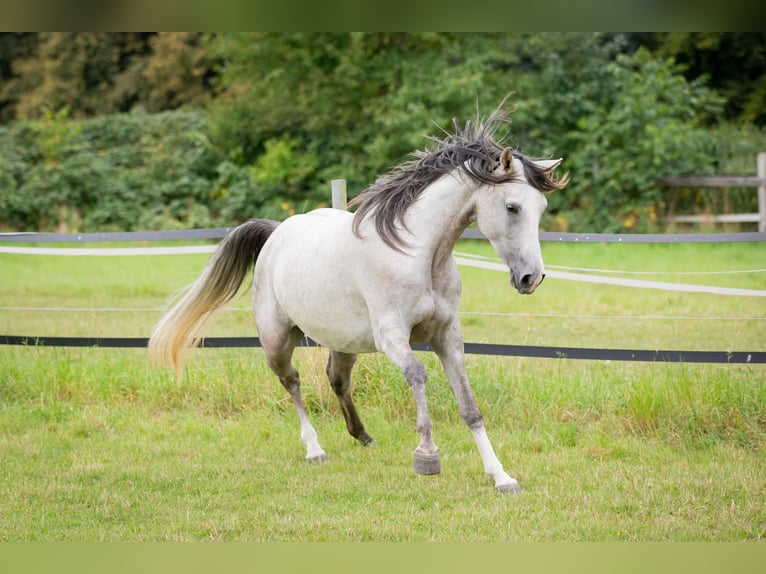 Shagya Arabian Mare 5 years 15,2 hh Grey in Wolfenb&#xFC;ttel