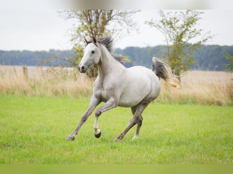 Shagya Arabian Mare 5 years 15,2 hh Grey in Wolfenb&#xFC;ttel