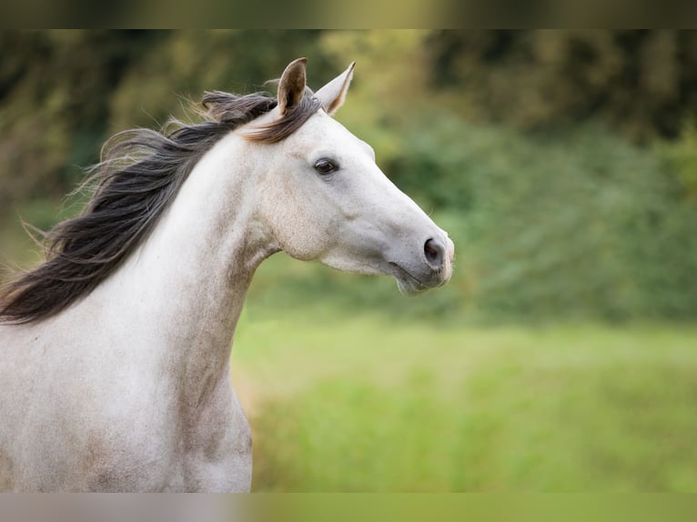 Shagya Arabian Mare 5 years 15,2 hh Grey in Wolfenb&#xFC;ttel