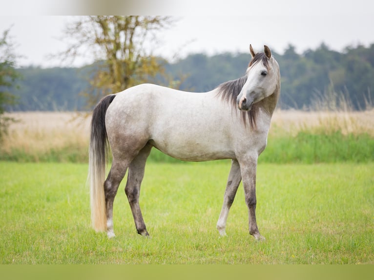 Shagya Arabian Mare 5 years 15,2 hh Grey in Wolfenb&#xFC;ttel
