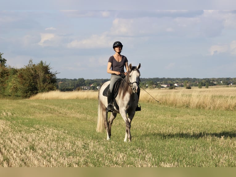 Shagya Arabian Mare 5 years 15,2 hh Grey in Wolfenb&#xFC;ttel