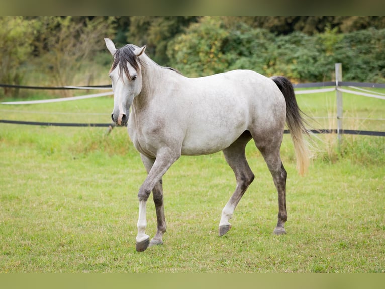 Shagya Arabian Mare 5 years 15,2 hh Grey in Wolfenb&#xFC;ttel