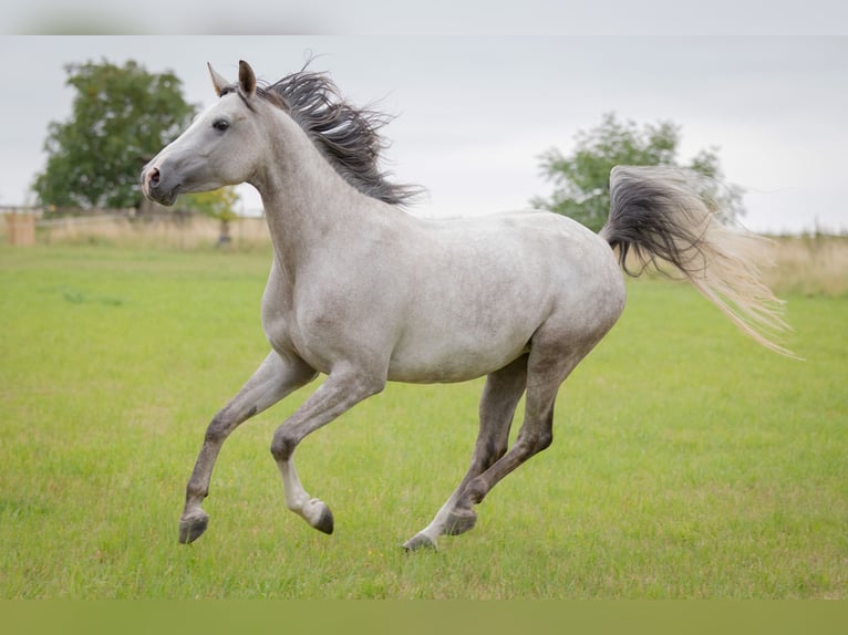 Shagya Arabian Mare 5 years 15,2 hh Grey in Wolfenb&#xFC;ttel