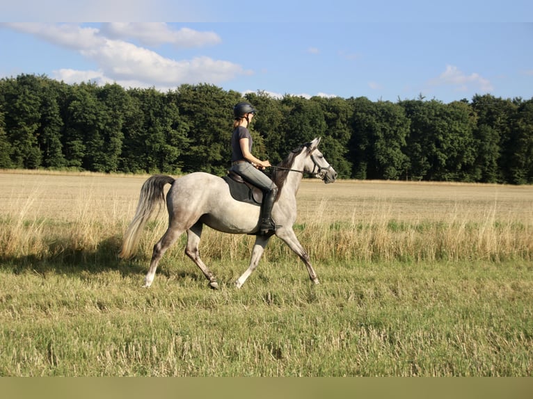 Shagya Arabian Mare 5 years 15,2 hh Grey in Wolfenb&#xFC;ttel