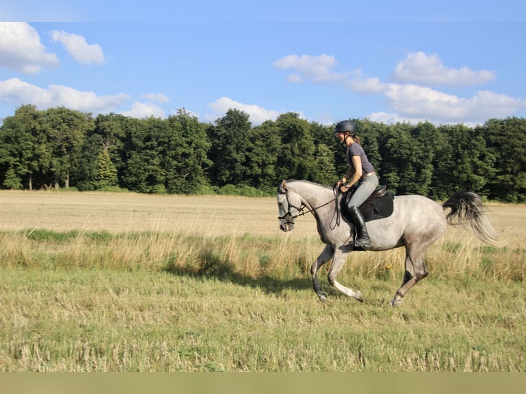 Shagya Arabian Mare 5 years 15,2 hh Grey in Wolfenb&#xFC;ttel