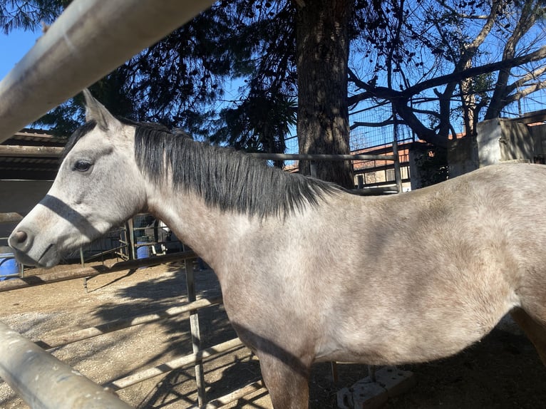 Shagya Arabian Mare 5 years Grey in Valencia