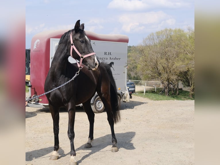 Shagya Arabian Mare 7 years 15.1 hh Black in Neuhaus in der Wart