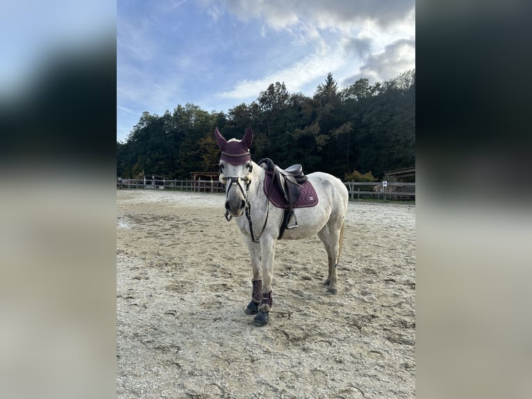 Shagya Arabian Mix Mare 7 years 15,2 hh Gray-Fleabitten in Nassau