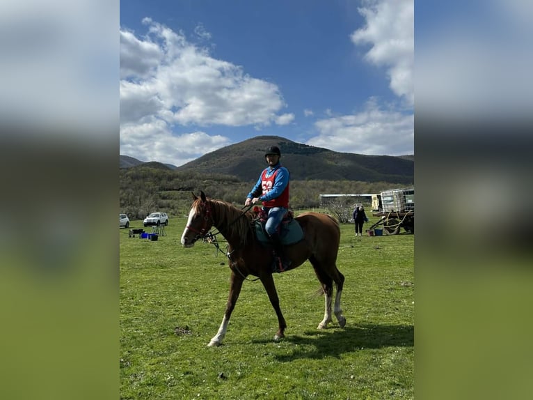 Shagya Arabian Mare 7 years 15.3 hh Bay in Хасково / Khaskovo