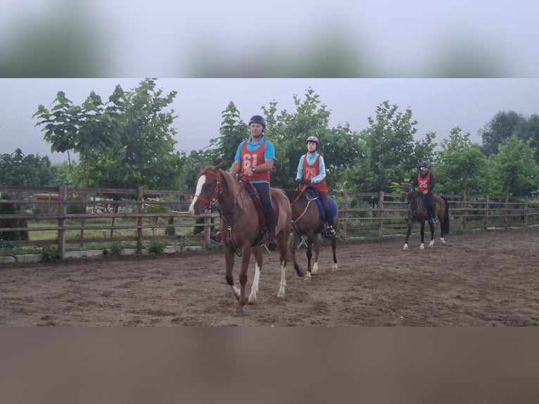 Shagya Arabian Mare 7 years 15.3 hh Bay in Хасково / Khaskovo