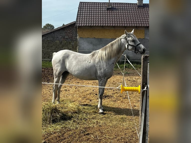 Shagya Arabian Mare 7 years 15,1 hh Dun in Gyóró