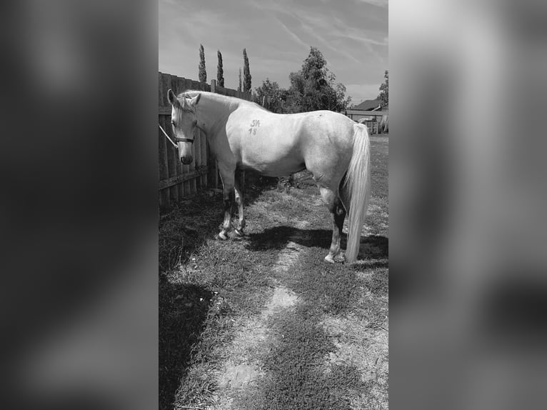 Shagya Arabian Mare 7 years 15,1 hh Dun in Gyóró