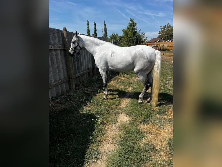 Shagya Arabian Mare 7 years 15,1 hh Dun in Gyóró