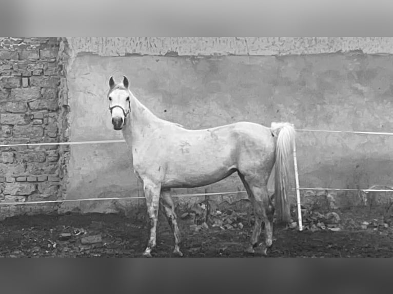 Shagya Arabian Mare 7 years 15,1 hh Dun in Gyóró