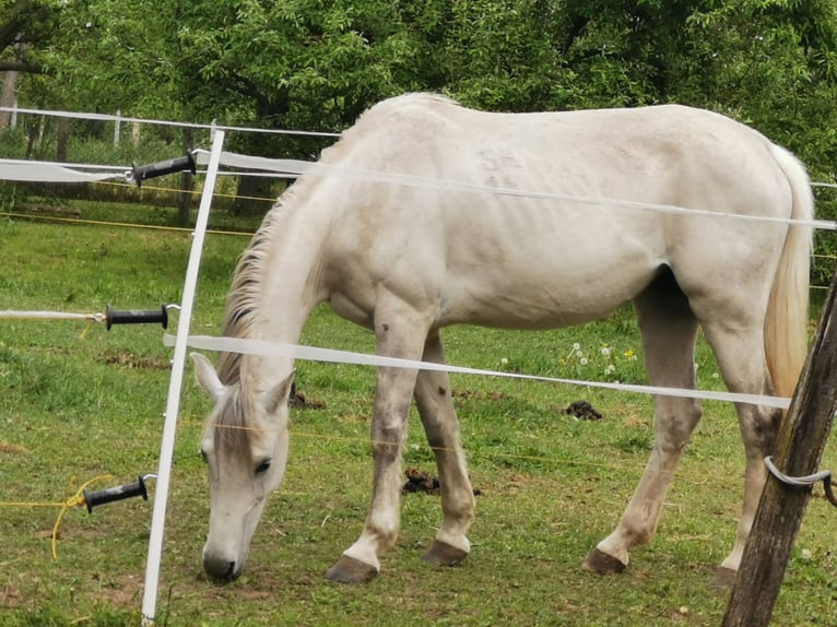 Shagya Arabian Mare 7 years 15,1 hh Dun in Gyóró