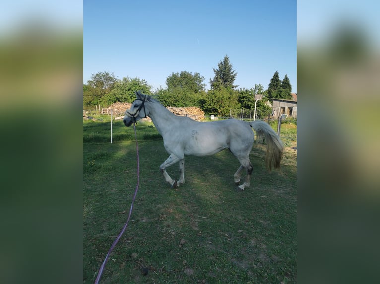 Shagya Arabian Mare 7 years 15,1 hh Dun in Gyóró