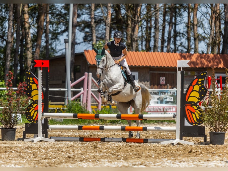 Shagya Arabian Mix Mare 7 years 15,1 hh in Golub-Dobrzy&#x144;