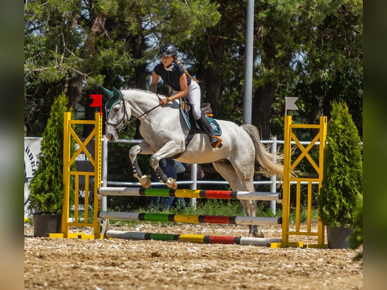 Shagya Arabian Mix Mare 7 years 15,1 hh in Golub-Dobrzy&#x144;