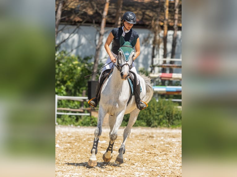 Shagya Arabian Mix Mare 7 years 15,1 hh in Golub-Dobrzy&#x144;