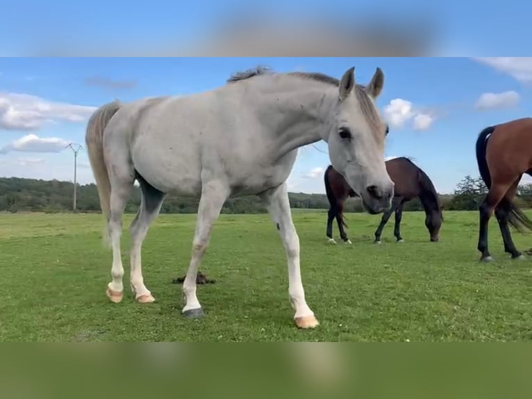 Shagya Arabian Mare 8 years 15 hh Grey in Chimay Shagya Arabian Mare 8 years 15 hh Grey in Chimay