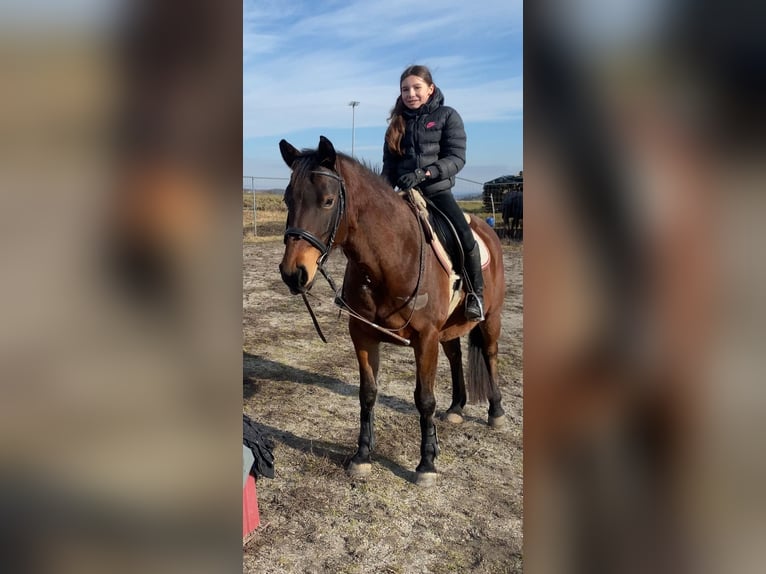 Shagya Arabian Mare 9 years 14,3 hh Brown in Deuerling