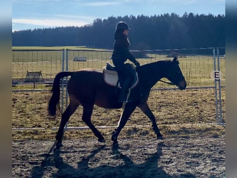 Shagya Arabian Mare 9 years 14,3 hh Brown in Deuerling