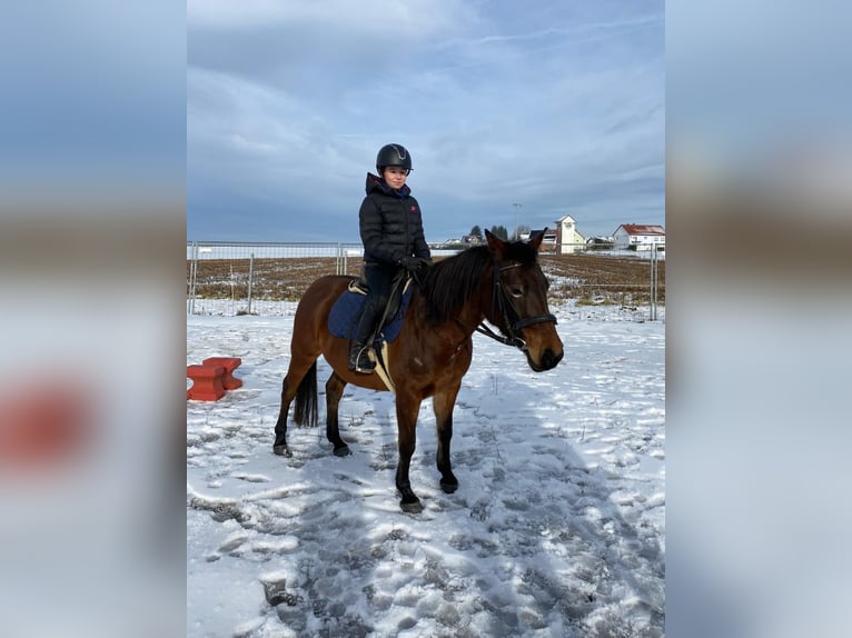 Shagya Arabian Mare 9 years 14,3 hh Brown in Deuerling