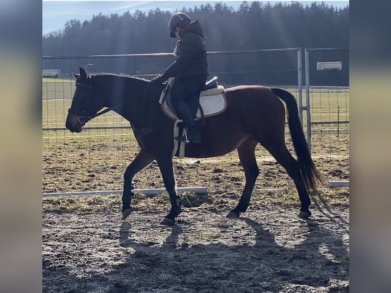 Shagya Arabian Mare 9 years 14,3 hh Brown in Deuerling