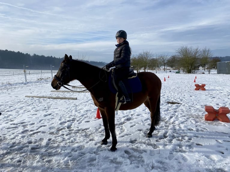 Shagya Arabian Mare 9 years 14,3 hh Brown in Deuerling